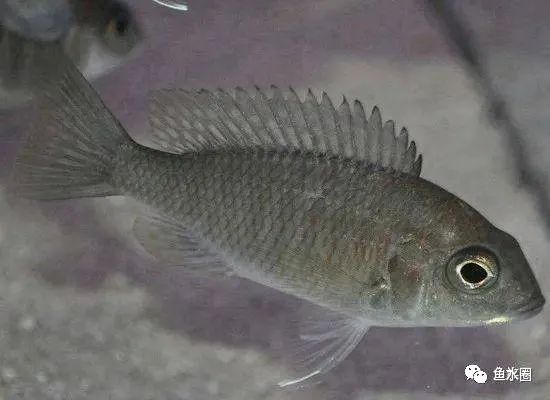 三湖慈鲷马鲷孔雀鱼多久发色,三湖慈鲷鱼之马鲷鱼