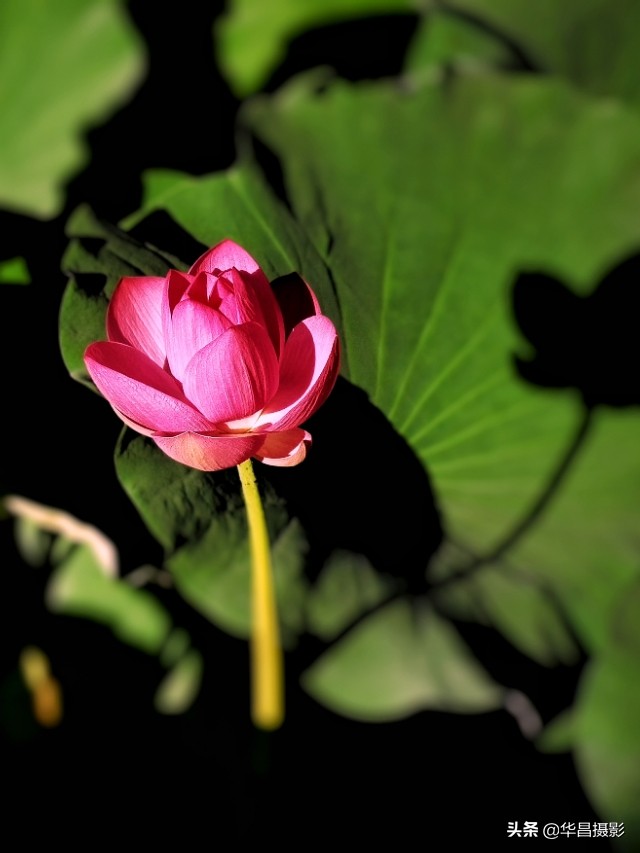 北京禧园：秋日荷花婀娜多姿惹人醉