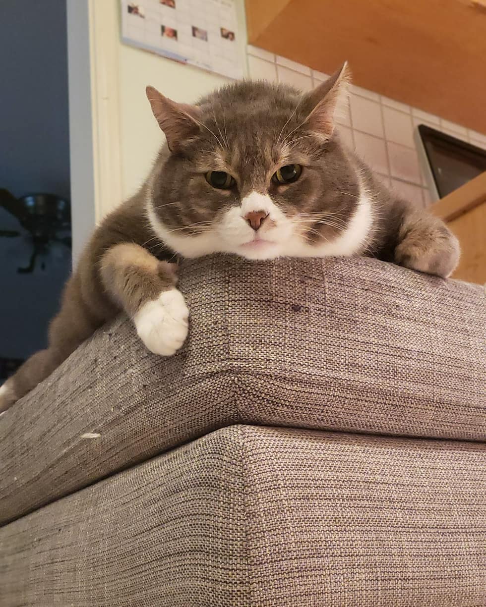 让猫变瘦的6种方法，猫靠节食不一定能瘦，超重15%才算肥胖猫