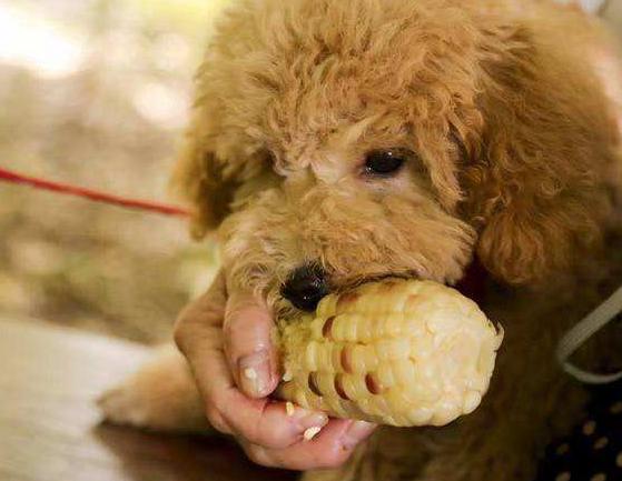 饲养泰迪犬记住7件事一生受益,养泰迪犬的6个变化你中了几个