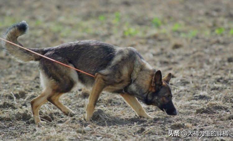 德牧纯不纯有什么标准,德牧天生只有一个淡淡的真相