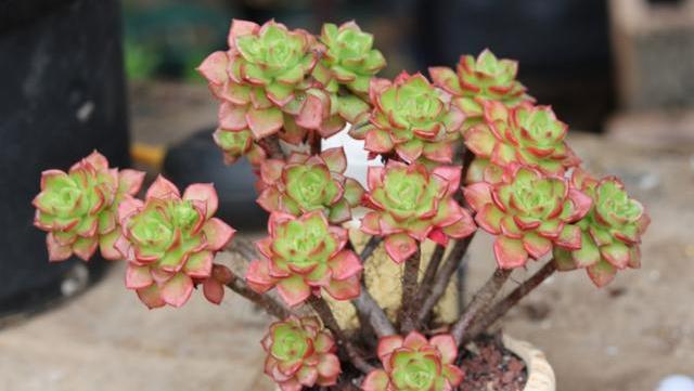 如何养殖多肉新手养多肉注意事项,新手养多肉最好方法40字