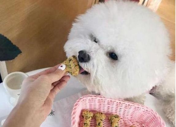 比熊吃鸡肉狗粮还是鸭肉狗粮好,比熊狗粮测评排行榜前十名