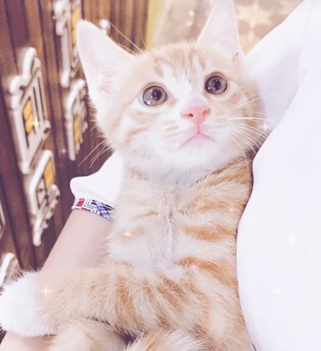 哪种田园猫最值得养,很多人对中华田园犬有些误解