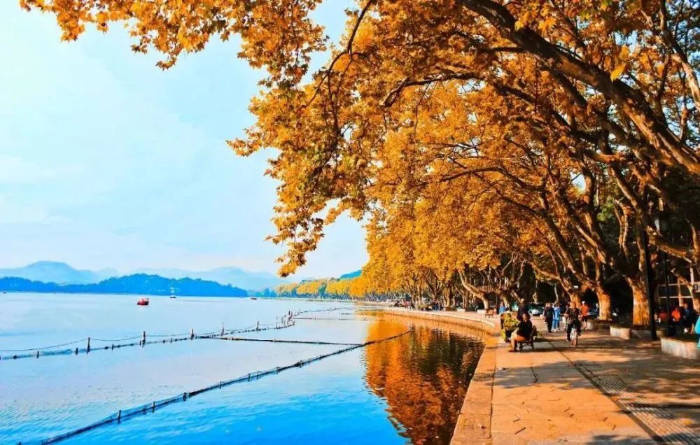 漫天香氛醉人~杭州的秋天从不让人失望!13个地方,秒出大片