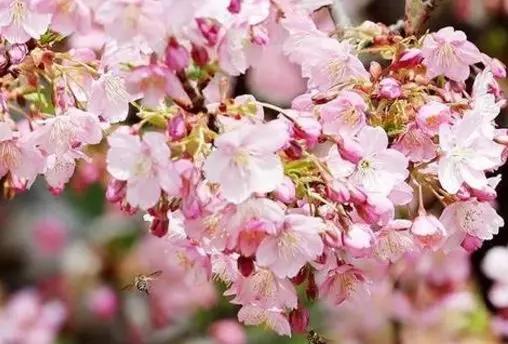 最美暮春诗词100首,秋冬花的优美诗词