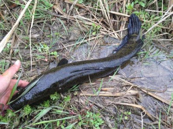 路亚打黑用几克的雷蛙,路亚打黑用什么线绑雷蛙