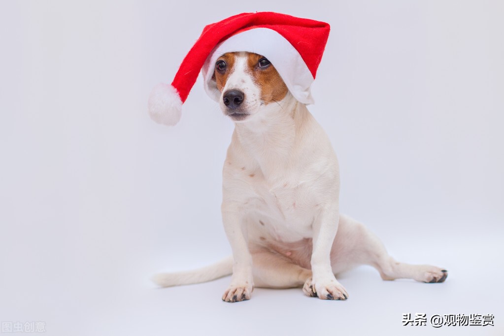 狗爪可以磨吗,狗爪能踩木地板吗