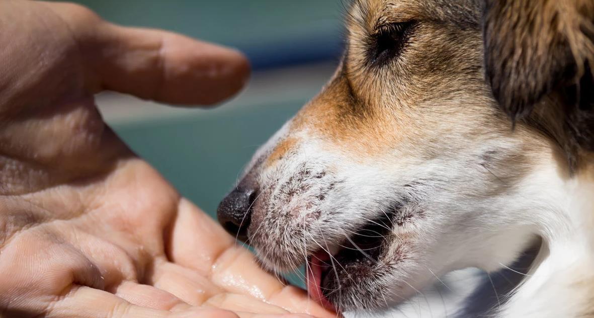 狗狗不停舔地面还呕吐是怎么回事,狗狗舔别的狗狗的眼代表什么意思
