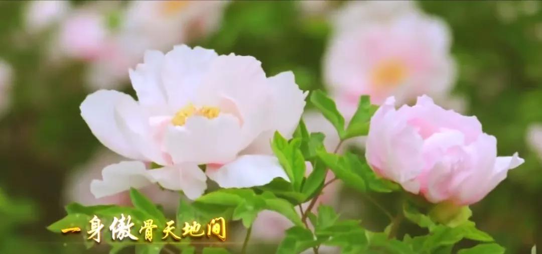 古县千年牡丹花视频,山西临汾古县看千年牡丹