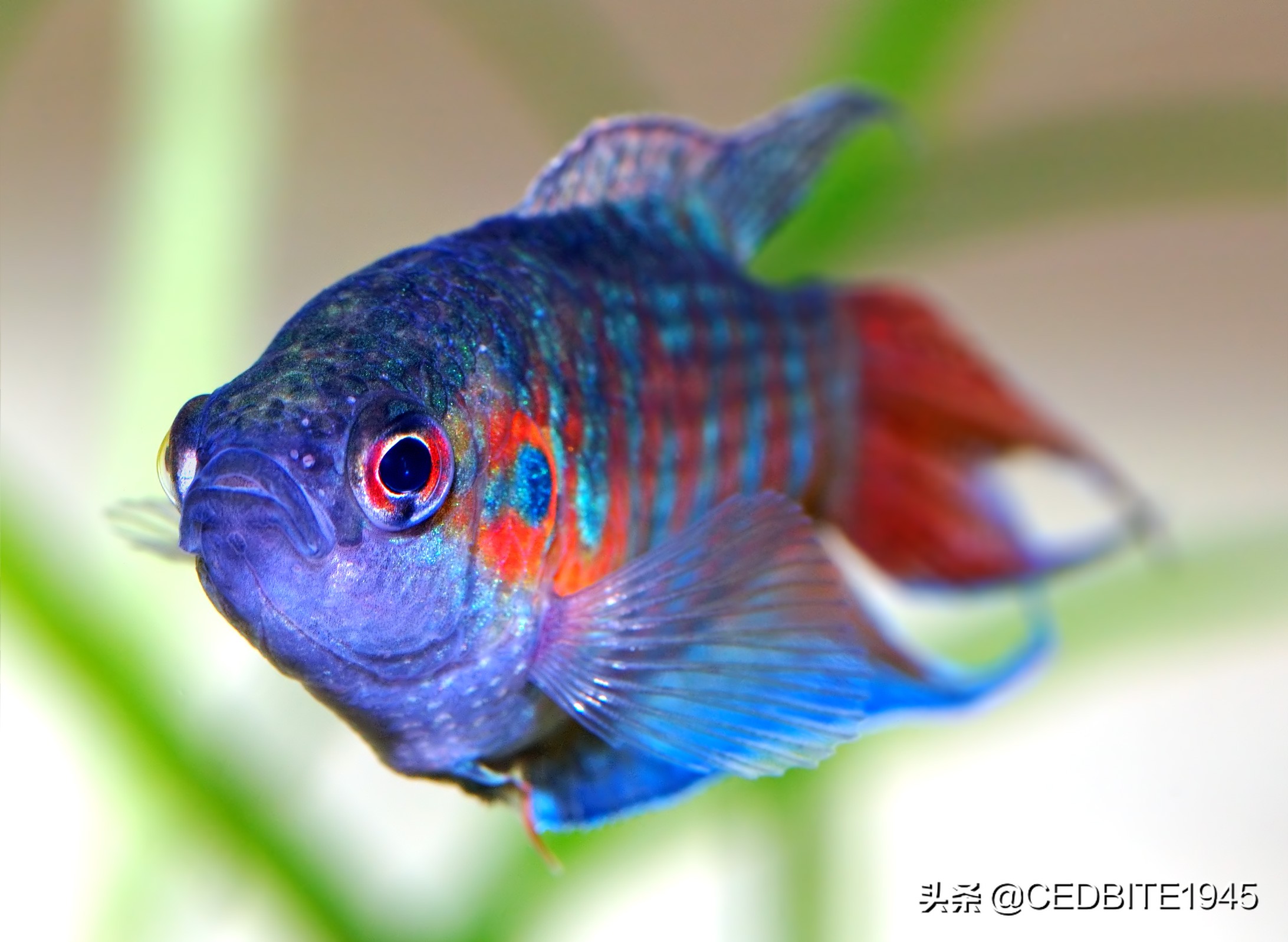 不死传说最强鲨鱼,新手十大养不死的观赏鱼