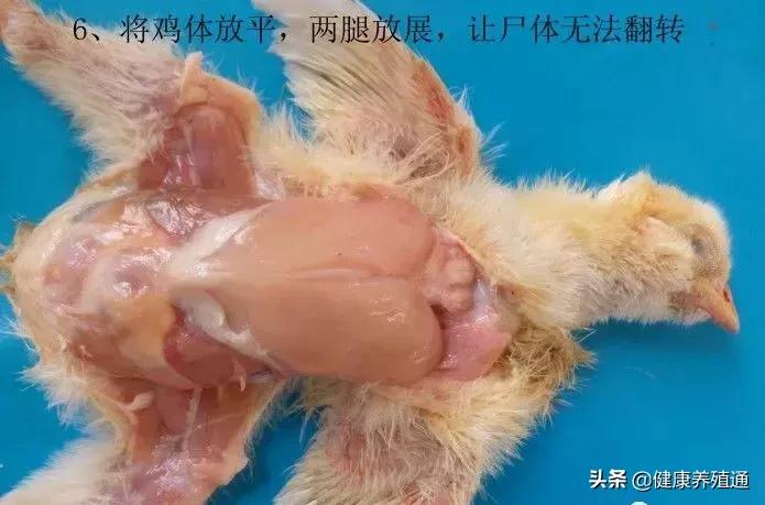 家禽与家禽解剖的不同点,家禽疾病诊断及解剖步骤