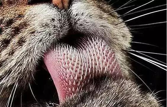 被猫咪舔了是爱的表现吗,被猫咪舔脸什么感觉