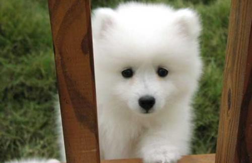 搞笑又可爱的狗子,萌到流鼻血宠物的搞笑可爱瞬间