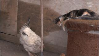 大家都在争抢猫爪杯？吸猫的最高境界，带着摄影机“猫步走天下”