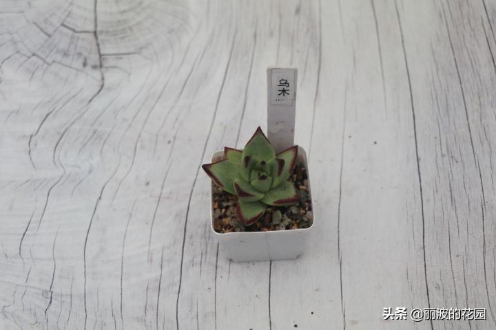 普通多肉怎么选花盆种植,初学者种植多肉技巧