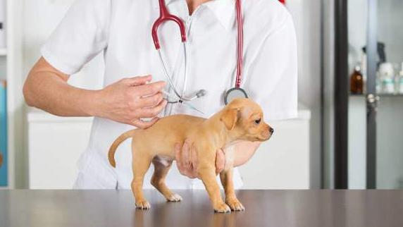 新手养狗怎么教狗狗上厕所,狗狗饲养技巧书籍