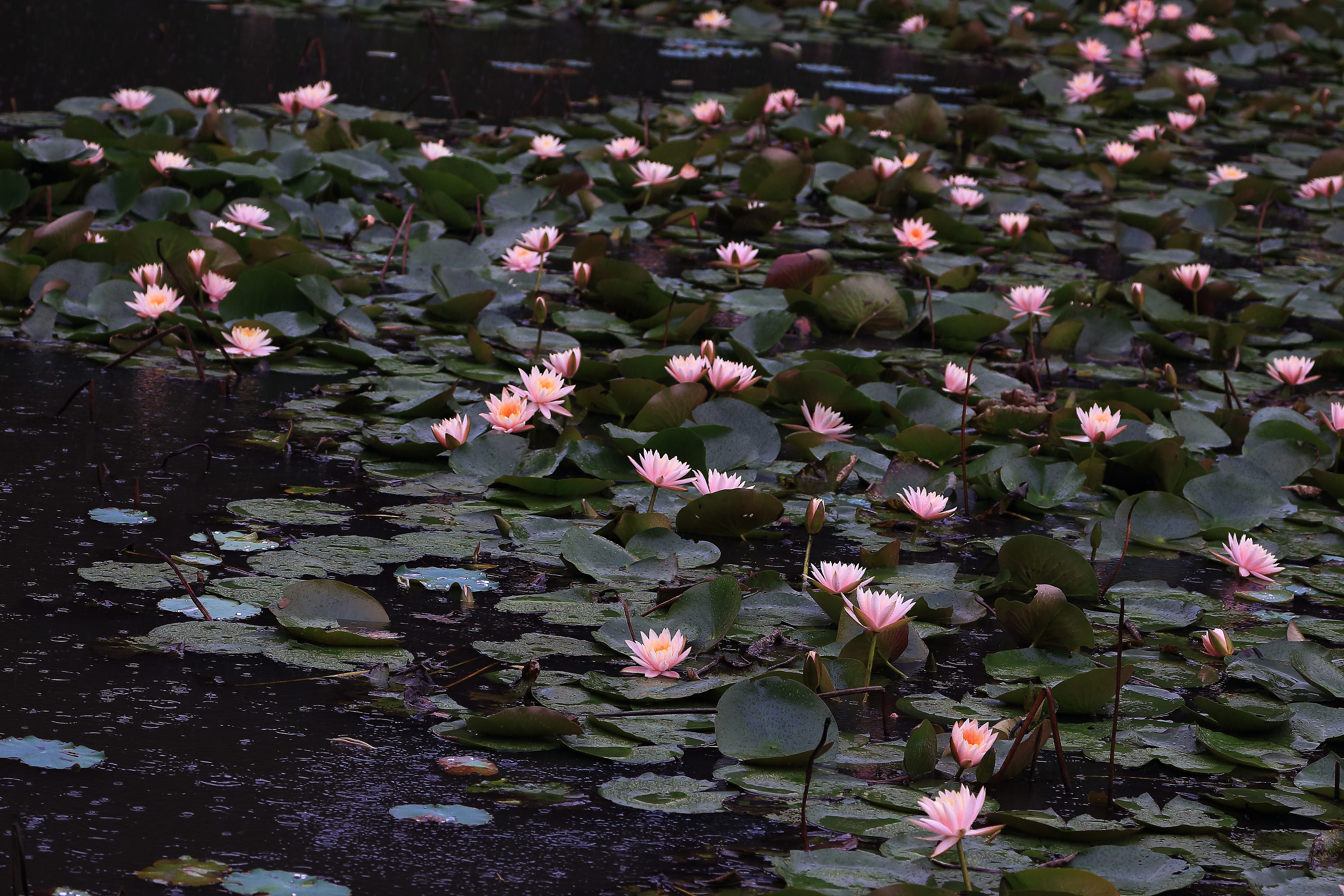 睡莲出尘的美,蔚蓝之美睡莲