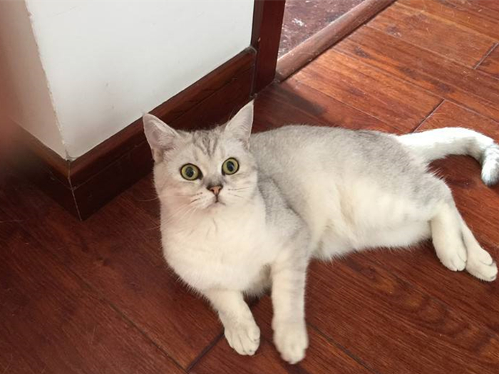 猫突然猝死是什么原因,什么会使猫急性死亡