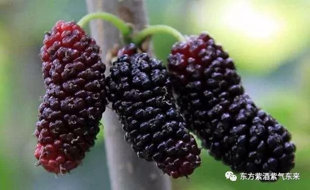 桑椹酒哪的产地最好最正宗,东方紫甜桑葚