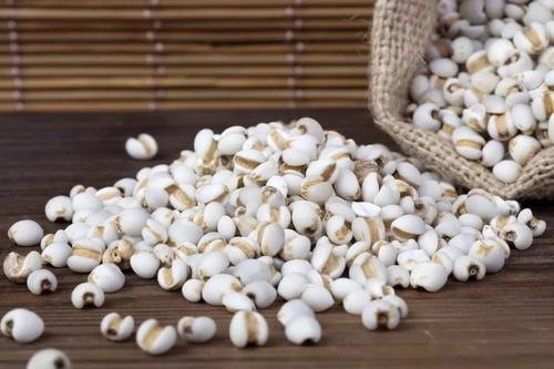 立冬养生药膳：薏苡仁（薏米）