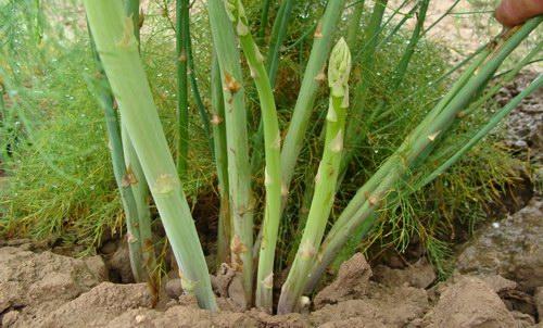 芦笋种植方法和施肥,种植芦笋如何施肥才长得好