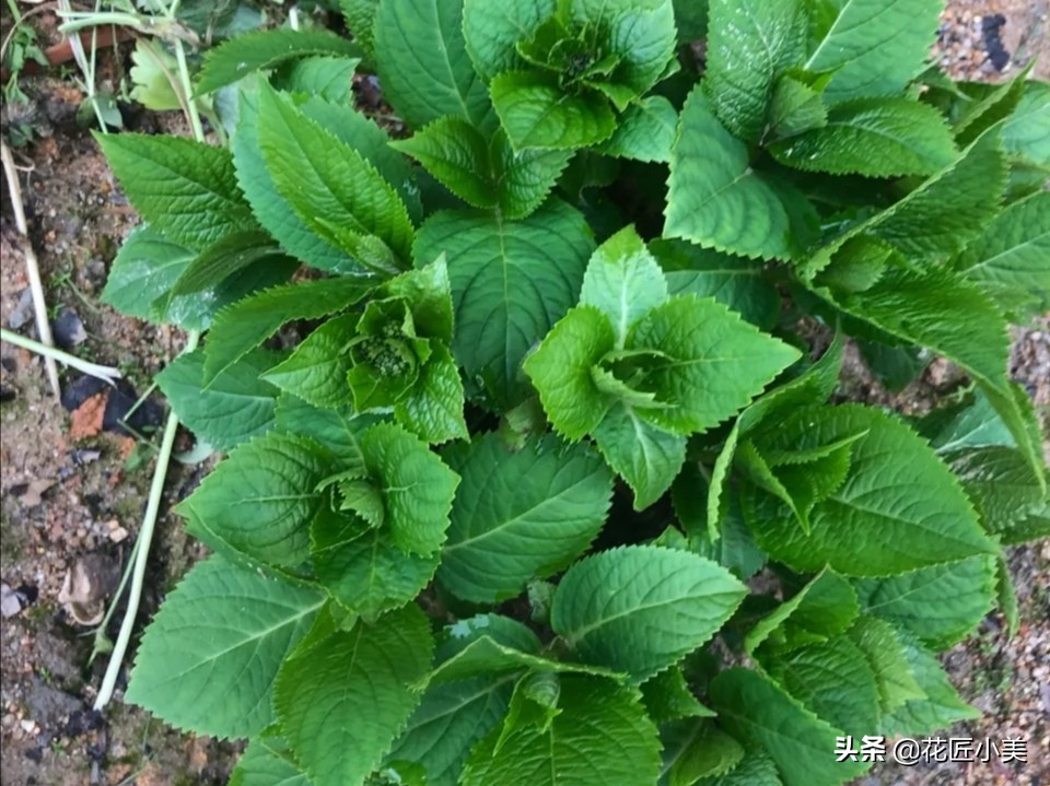 想养绣球花什么品种好看又好养,想种一颗绣球花