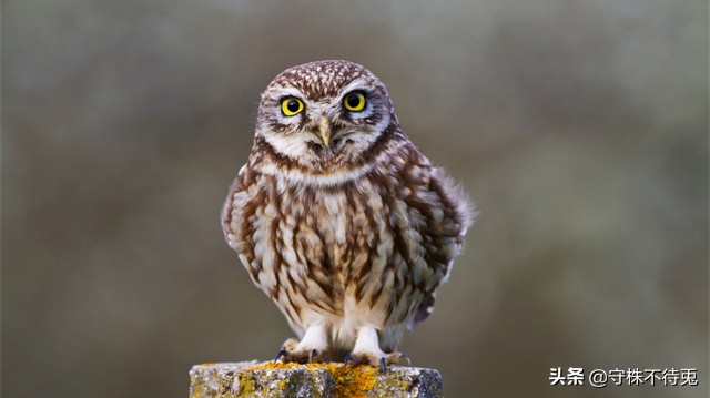 世界猎奇知识,世界冷知识科普奇闻异事