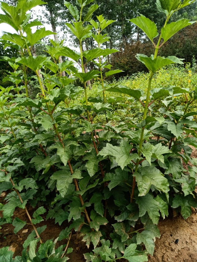代购代销各种苗木花卉,代销苗木挂账