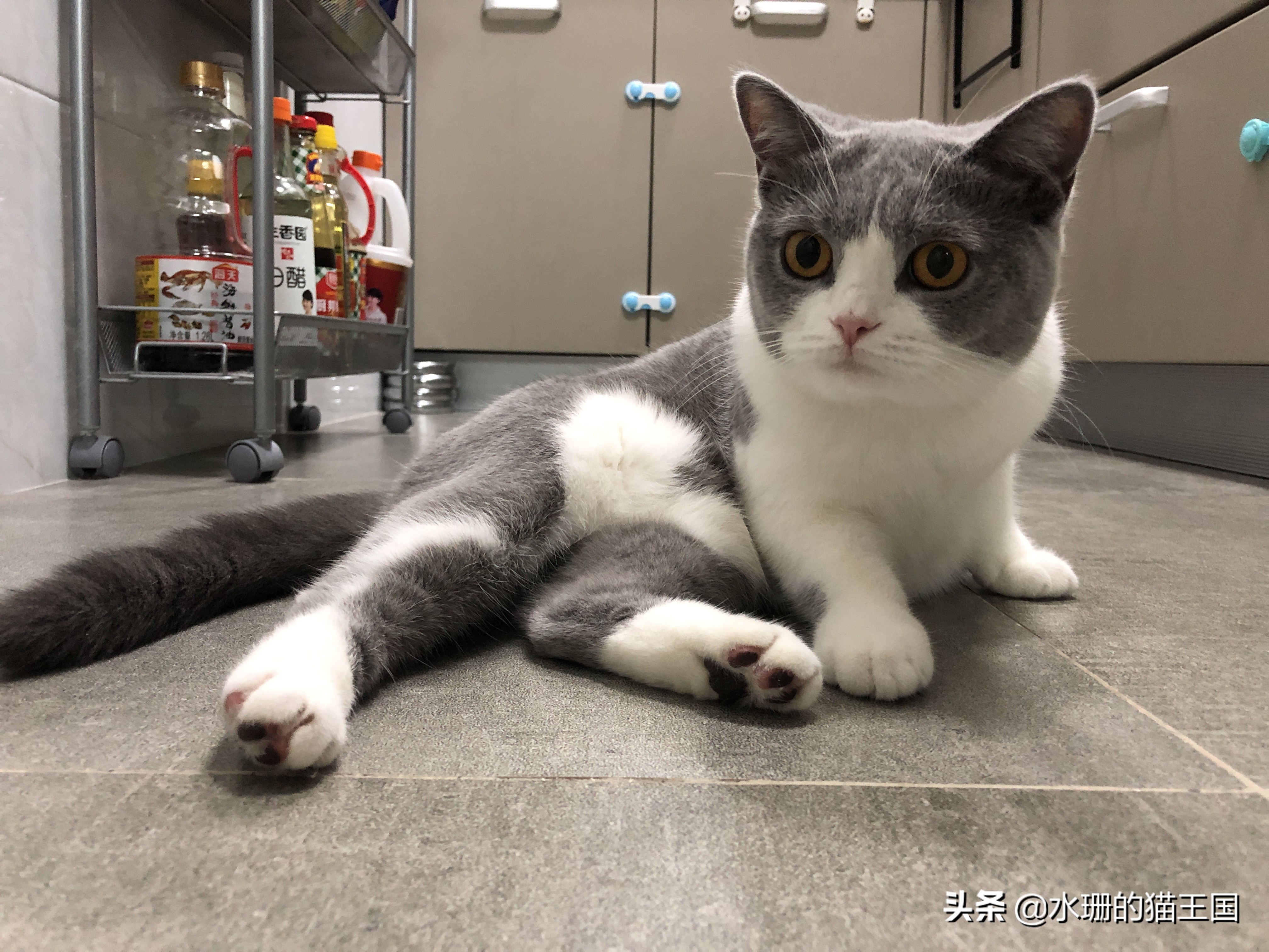 猫咪软便便秘带血,铲屎官须知猫咪软便拉稀怎么办