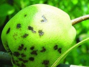 大雨过后玉米病虫如何防治,大雨后农作物病害