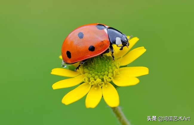 瓢虫历险记创意美术作品,七星瓢虫历险记教程