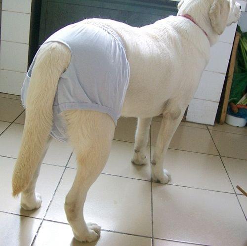 拉布拉多发情期啥时候,拉布拉多发情期怎么管理