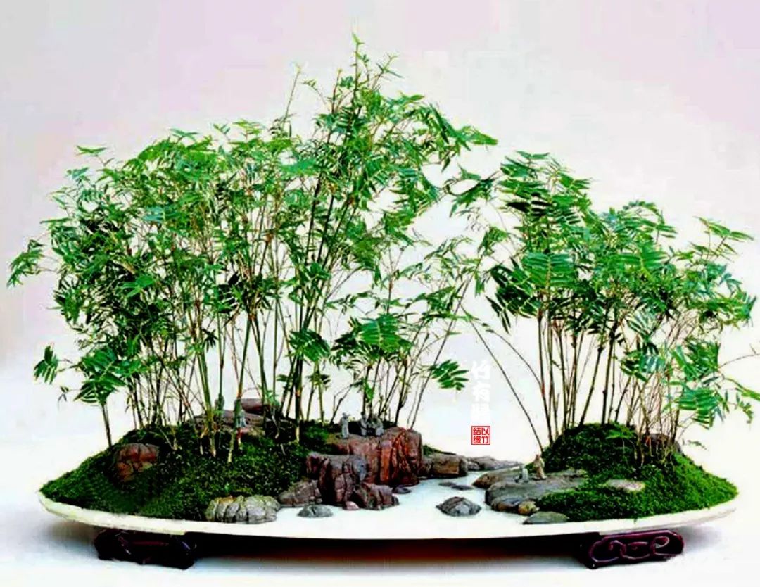 《竹子浇水宝典》竹子浇水是门大学问！