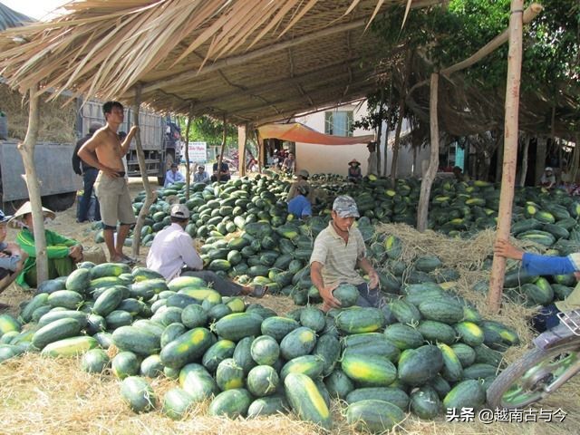 越南进口水果检疫,越南水果进口需要哪些手续