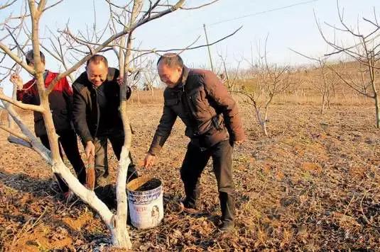 果树清园到底用什么药最好,冬季蜜柚清园管理要点