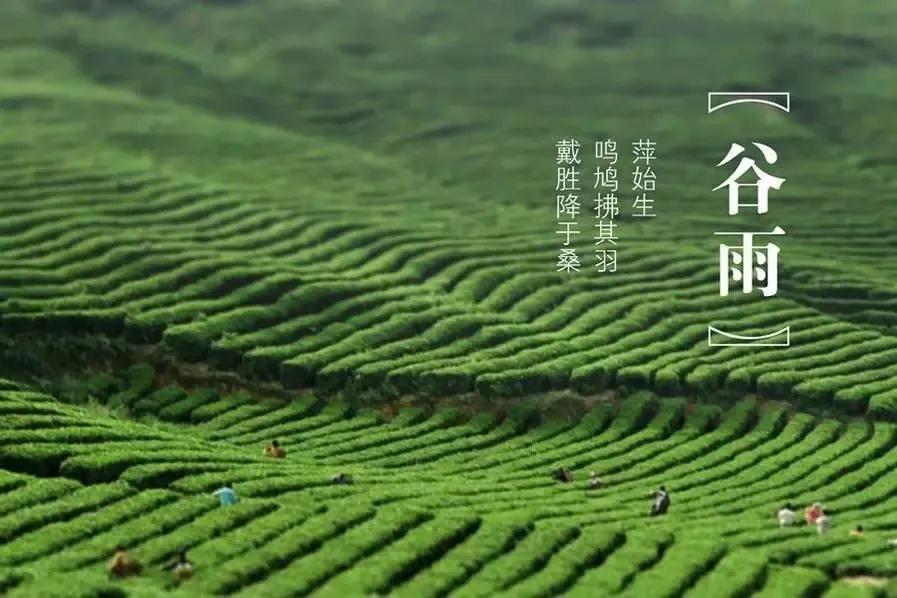 描写山茶梅花的诗句,描写茶梅花的诗句