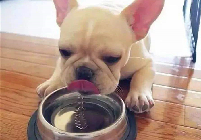 狗狗肾衰竭可以喝水吗,狗狗大量喝水大量尿肾衰竭