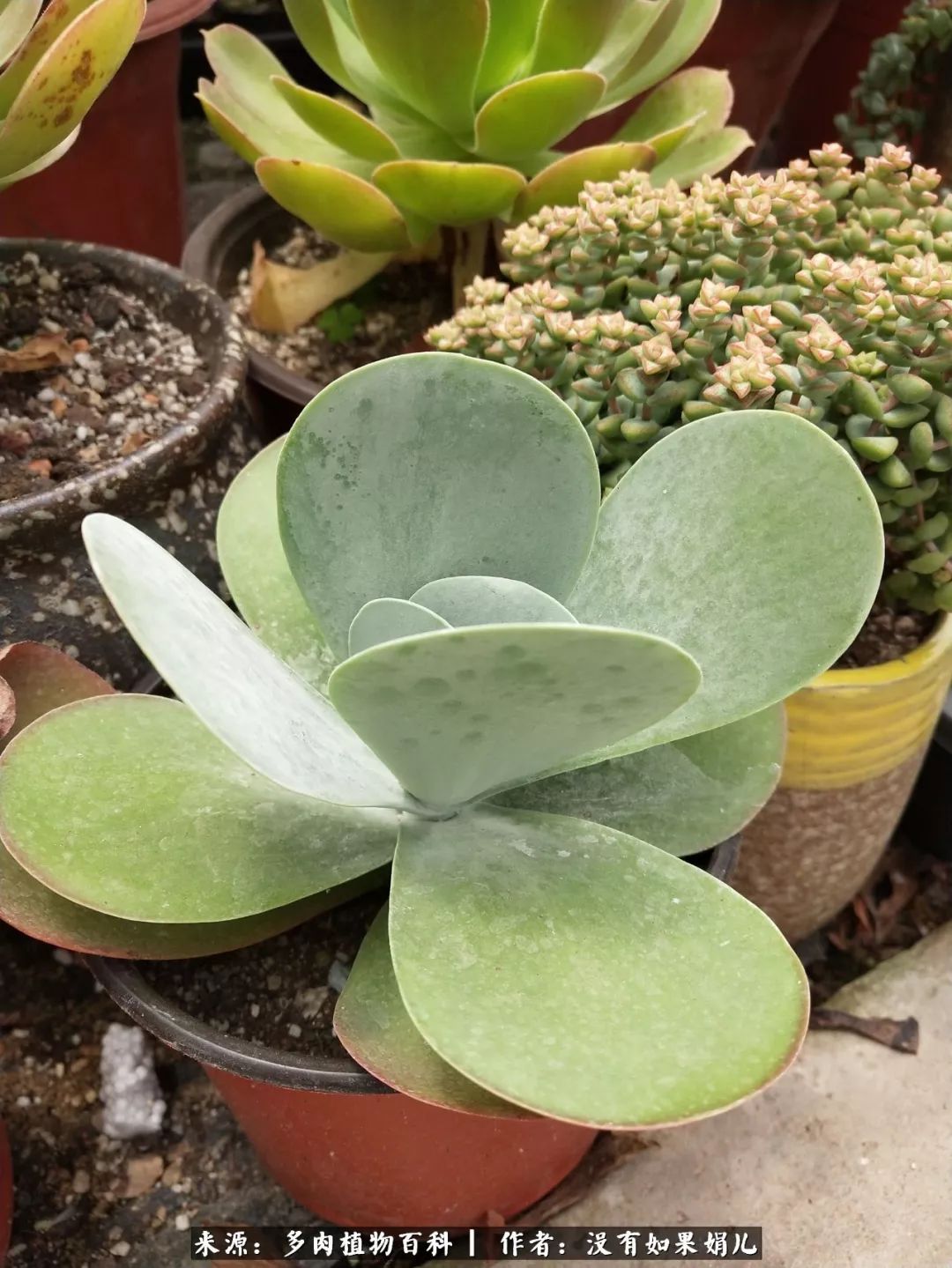 明人不说暗话，我为多肉而来！