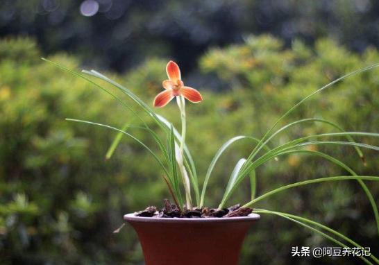 适合室内养的兰花品种有哪些,家里最适合养的十种兰花