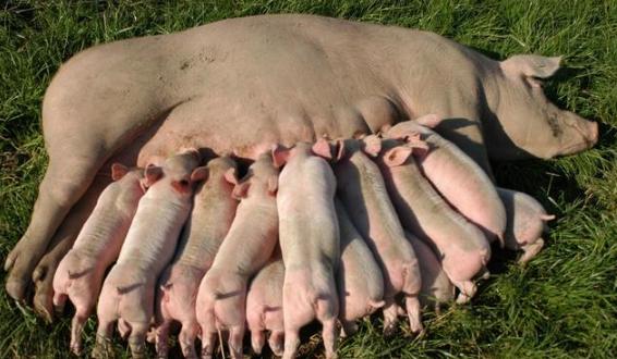 母猪产程过长有哪些危害？如何解决？