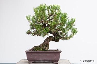 短针黑松怎么养护,短针黑松修剪教学