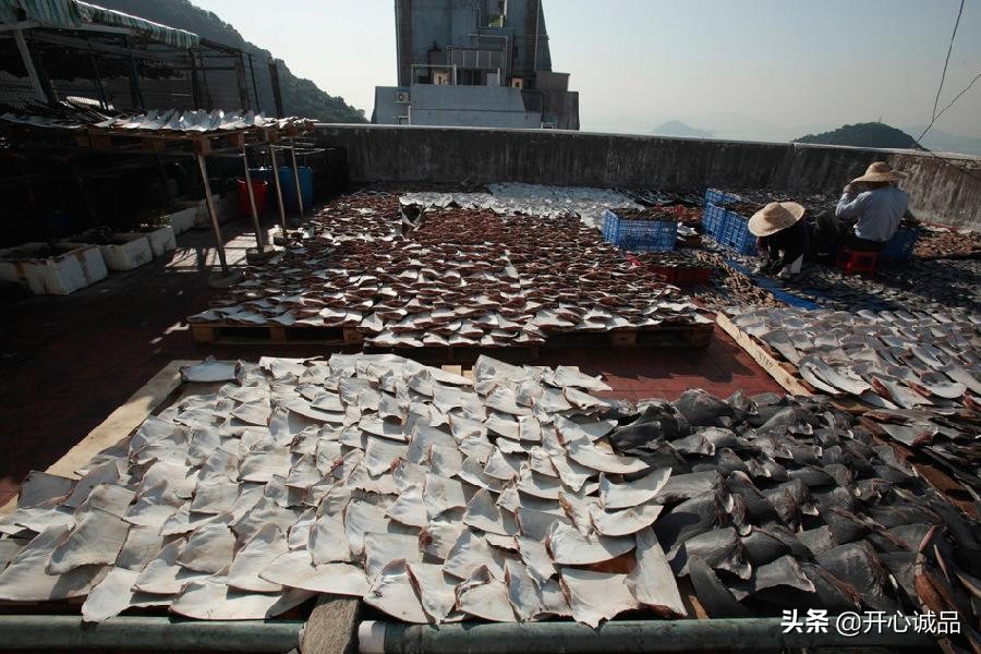 极限工作之捕鲨:年捕杀2亿条!虽说给了份子钱,鱼翅能不吃吗?