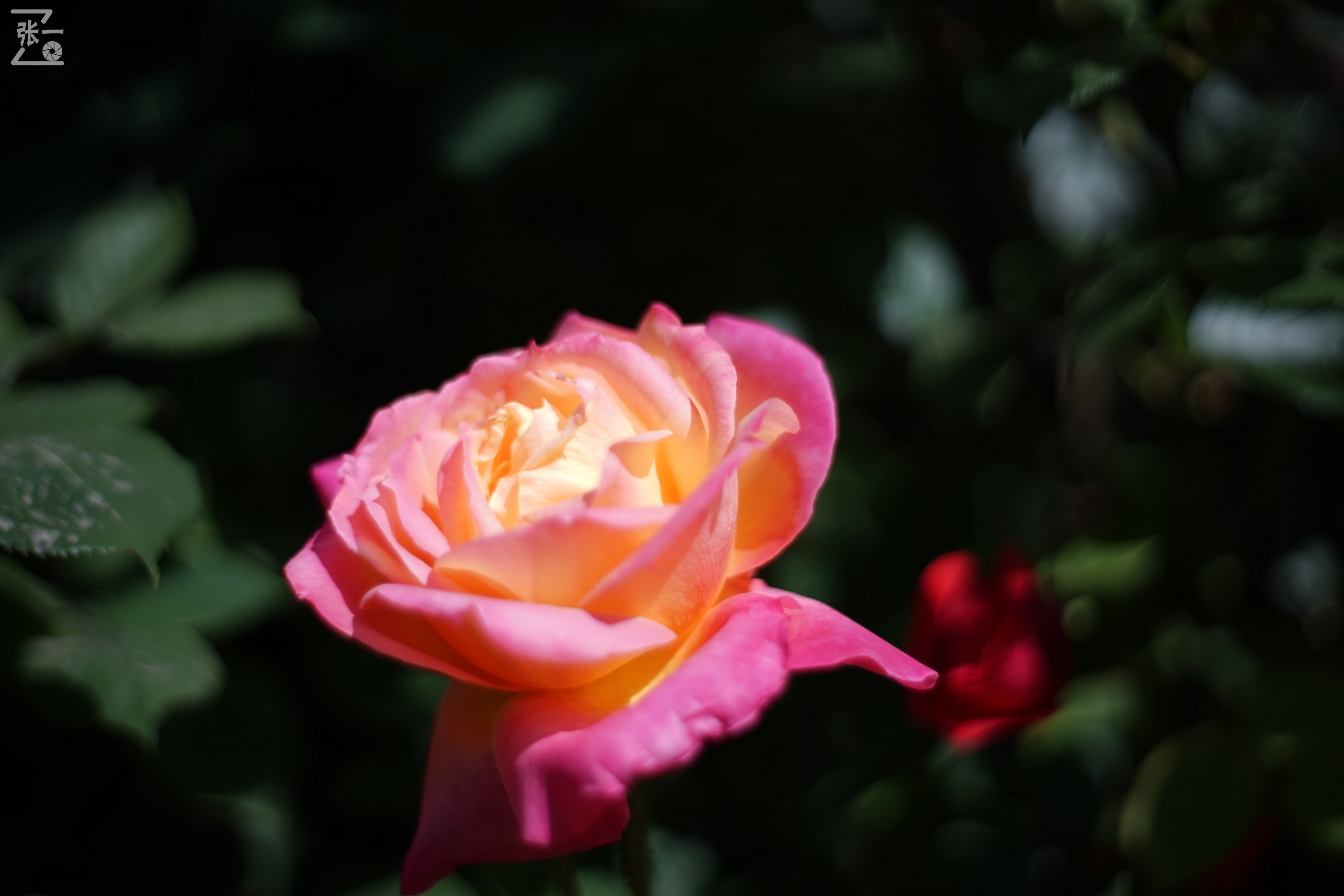 凤凰国产50mm镜头,凤凰索尼e口镜头