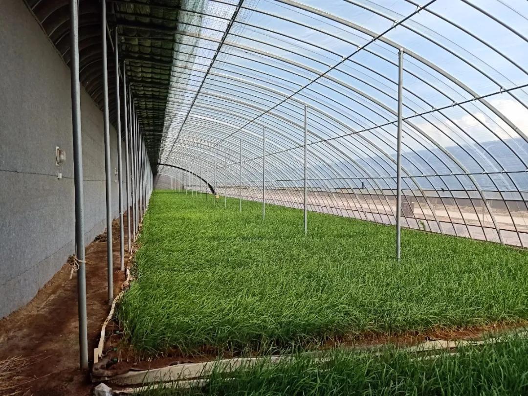 天津武清区下伍旗镇马神庙通背拳,天津市武清区下伍旗镇马神庙村