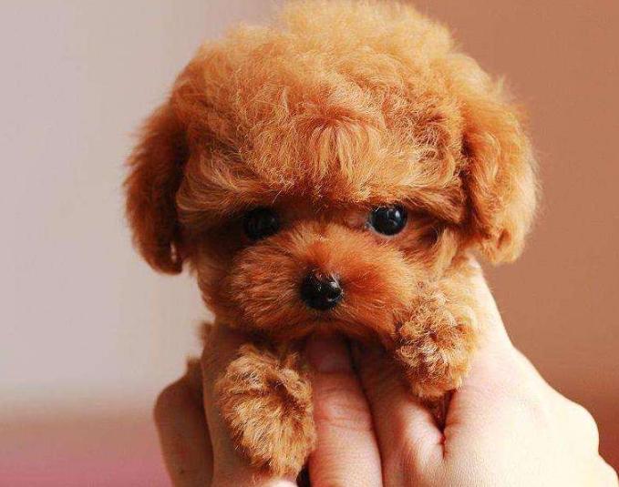 狗狗的寿命最长能活多少年,寿命最长的十种狗狗排行