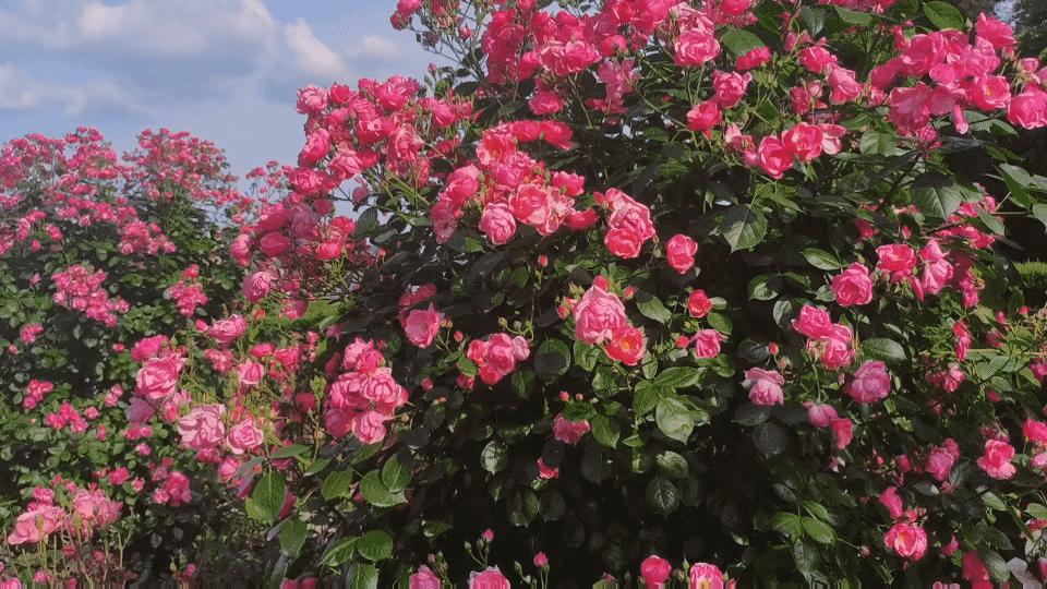 资生堂小红瓶50ml直播,资生堂小红瓶水