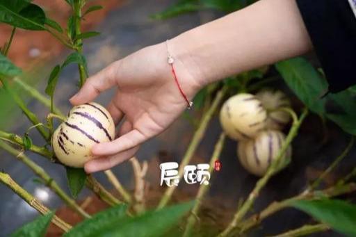 人参果云南功效,人参果的功效检测