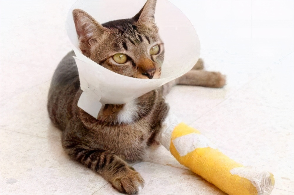 猫咪化脓的伤口要怎样才愈合的快