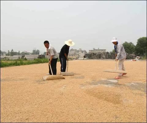 吞噬可恶的奶牛,对付谷牛最有效的办法